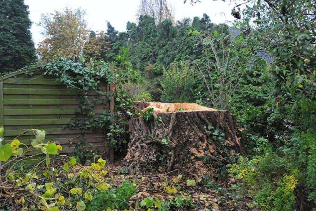 boomstronk rooien Gelderland